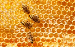 Obraz Wieloczęściowy Pszczoły Na Plastrze Miodu