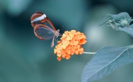 Obraz Wieloczęściowy Motyl W Letnim Ogrodzie