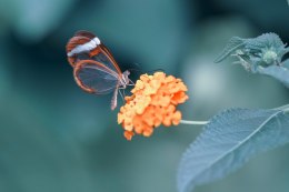 Obraz Wieloczęściowy Motyl W Letnim Ogrodzie