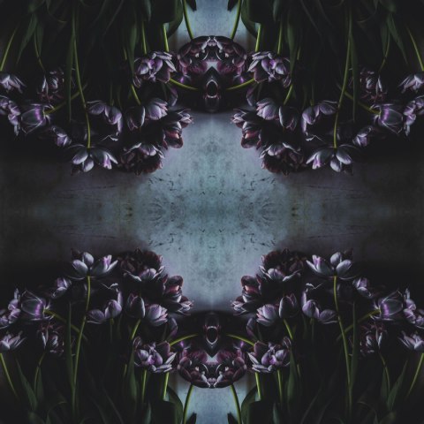 Fototapeta Kwadratowa Czarny Tulipan