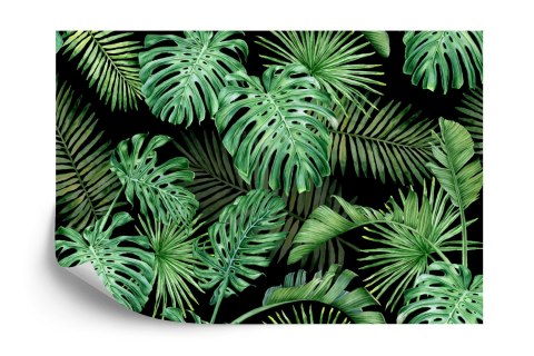 Fototapeta Liście Monstera