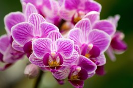 Fototapeta Bukiet Orchidei