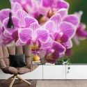 Fototapeta Bukiet Orchidei