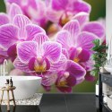 Fototapeta Bukiet Orchidei