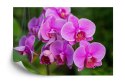 Fototapeta Kwiaty Orchidei 3D