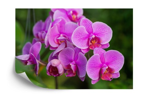 Fototapeta Kwiaty Orchidei 3D