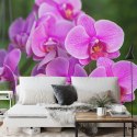 Fototapeta Kwiaty Orchidei 3D