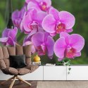 Fototapeta Kwiaty Orchidei 3D