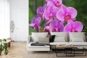 Fototapeta Kwiaty Orchidei 3D