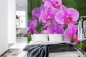 Fototapeta Kwiaty Orchidei 3D