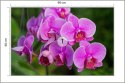 Fototapeta Kwiaty Orchidei 3D