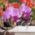 Fototapeta Optyczna Orchidea 3D