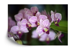 Fototapeta Piękne Orchidee