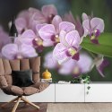 Fototapeta Piękne Orchidee