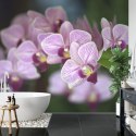 Fototapeta Piękne Orchidee