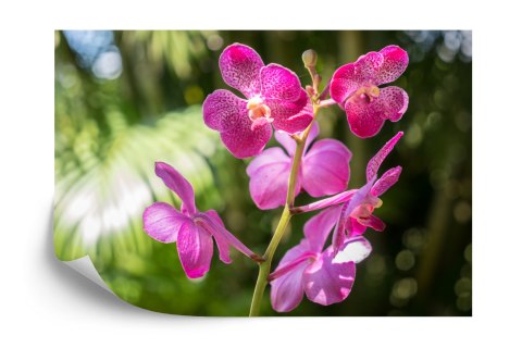 Fototapeta Piękne Orchidee