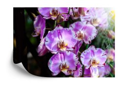 Fototapeta Piękne Orchidee