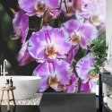 Fototapeta Piękne Orchidee