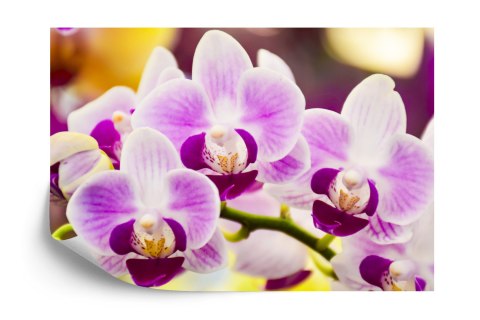 Fototapeta Tropikalna Orchidea