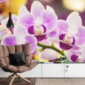 Fototapeta Tropikalna Orchidea