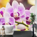 Fototapeta Tropikalna Orchidea