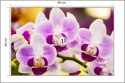 Fototapeta Tropikalna Orchidea