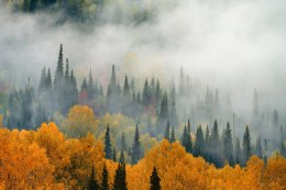 Fototapeta Mgła Nad Jesiennym Lasem