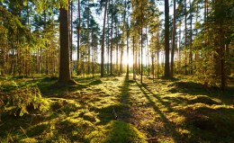 Fototapeta Las Zachód Słońca