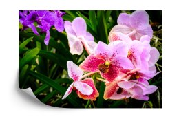 Fototapeta Kolorowe Orchidee 3D