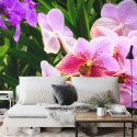 Fototapeta Kolorowe Orchidee 3D