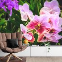 Fototapeta Kolorowe Orchidee 3D