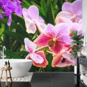 Fototapeta Kolorowe Orchidee 3D