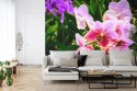 Fototapeta Kolorowe Orchidee 3D