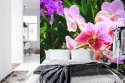 Fototapeta Kolorowe Orchidee 3D