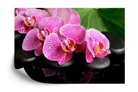 Fototapeta Orchidea Spa