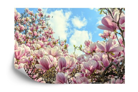 Fototapeta Kolorowa Kwitnąca Magnolia