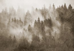 Fototapeta Las We Mgle Z Teksturą W Sepii