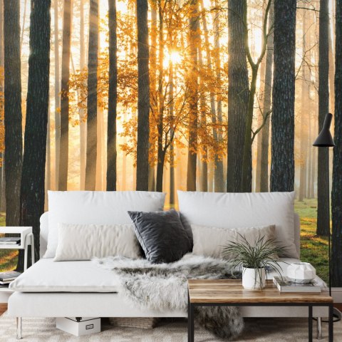 Fototapeta Lasowy Wschód Słońca