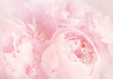 Fototapeta Piękne Kwiaty Wyblakły Vintage Różowy