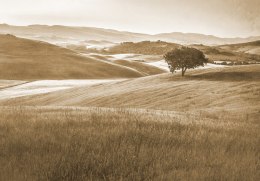 Fototapeta Rolling Hills Wyblakły Rocznik W Sepii