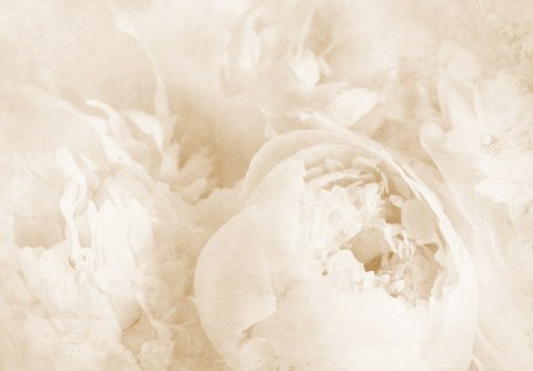 Fototapeta Piękne Kwiaty Wyblakłe Rocznika Sepia