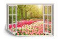 Fototapeta Window With Beautiful Spring Tulips Flowers Garden In Netherlands.