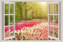 Fototapeta Window With Beautiful Spring Tulips Flowers Garden In Netherlands.