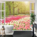 Fototapeta Window With Beautiful Spring Tulips Flowers Garden In Netherlands.