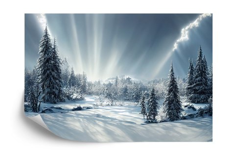 Fototapeta Beautiful Winter Landscape. Majestic White Spruces Glowing By Sunlight. Picturesque And Gorgeous Wintry Scene.