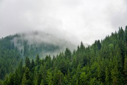 Obraz Na Płótnie Mgła Nad Lasem Iglastym