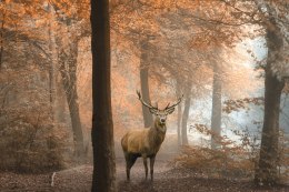 Obraz Na Płótnie Jeleń W Jesiennym Lesie