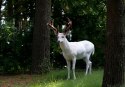 Obraz Na Płótnie Jeleń Albinos W Lesie