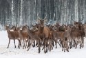 Obraz Na Płótnie Jelenie Wśród Łań