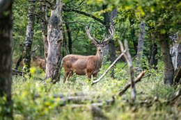 Obraz Na Płótnie Jeleń Pośrodku Lasu Liściastego